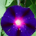 Ipomoea purpurea 'Gran Paot' fleur